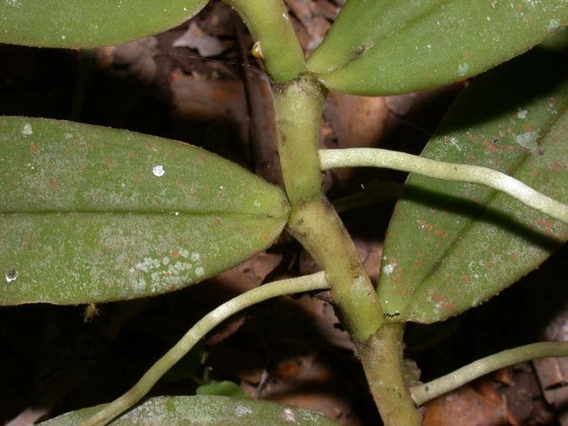 Orchidea 16