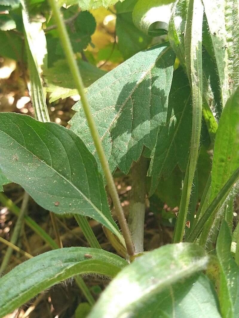Ruellia 23