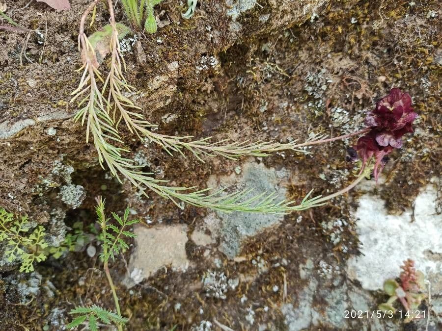 Linaria 13