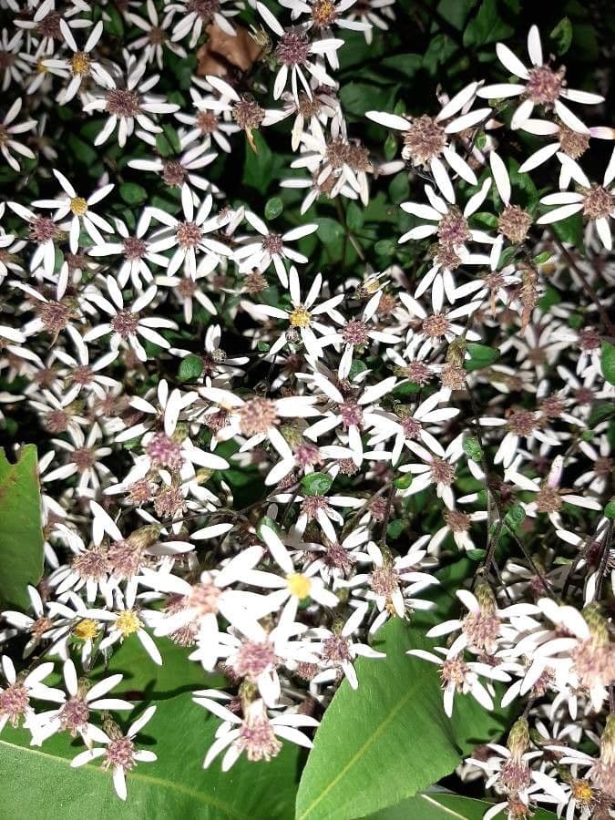 Aster divariqué 5