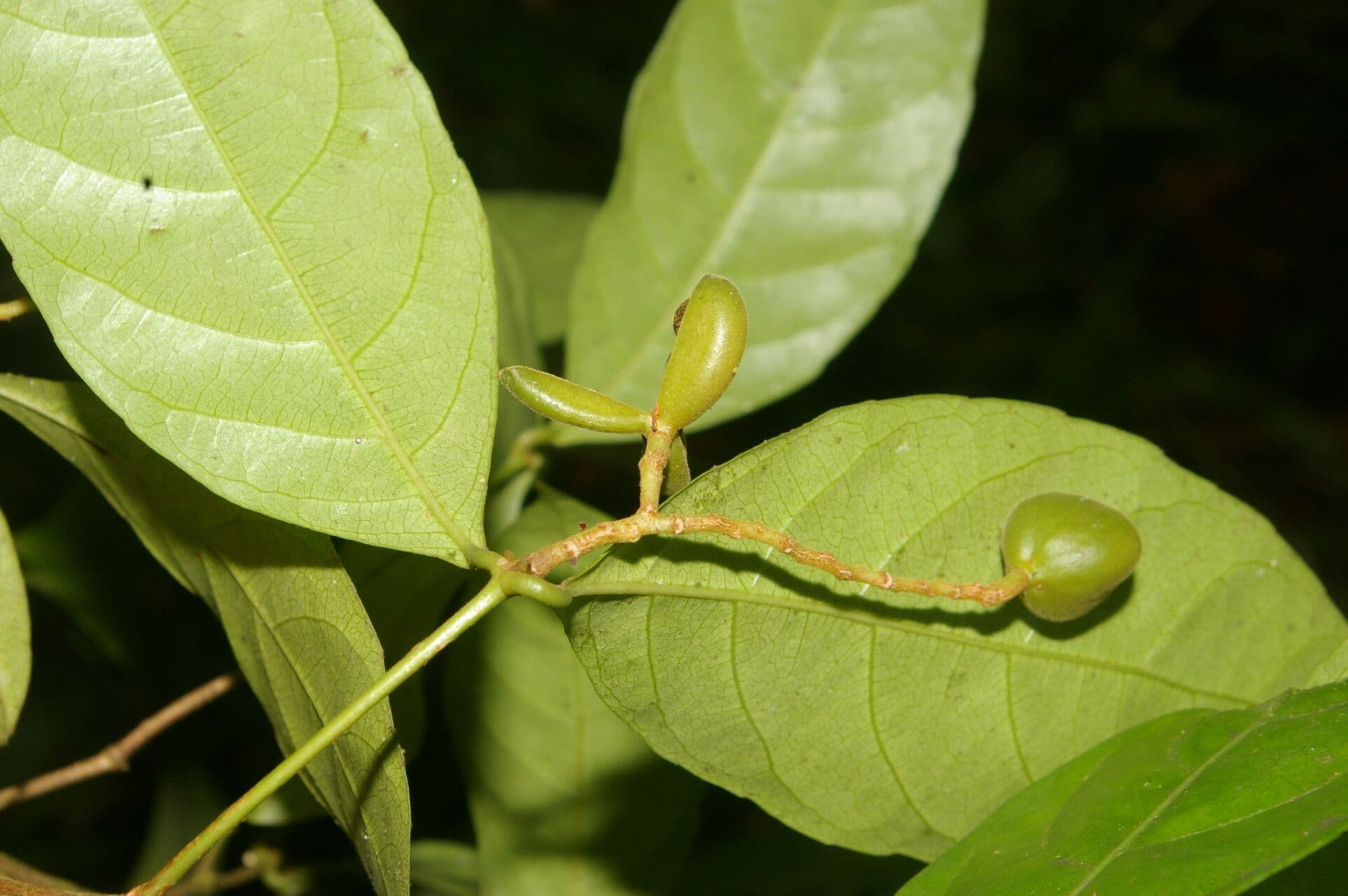Rinorea 8