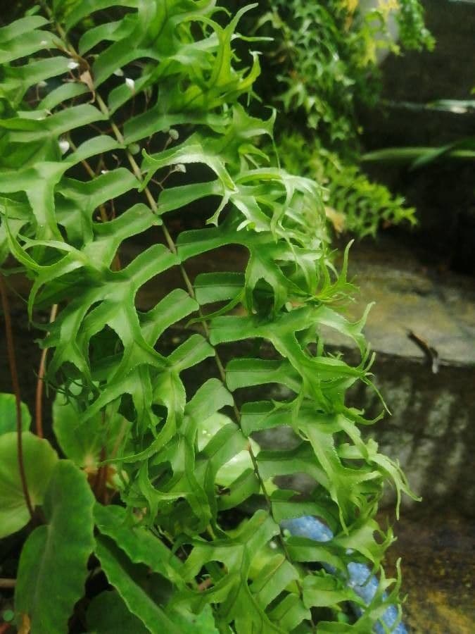 Nephrolepis 8