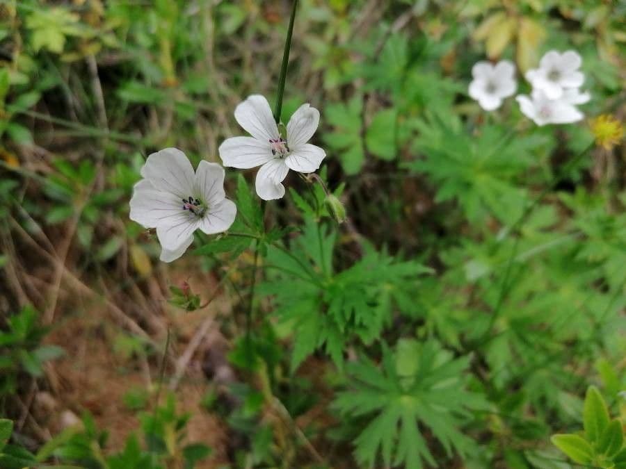 Geránium potočné 11