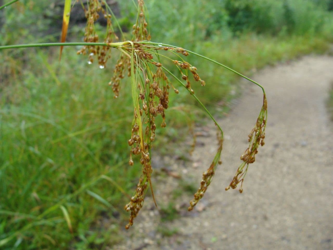 Scirpo pendulo 2