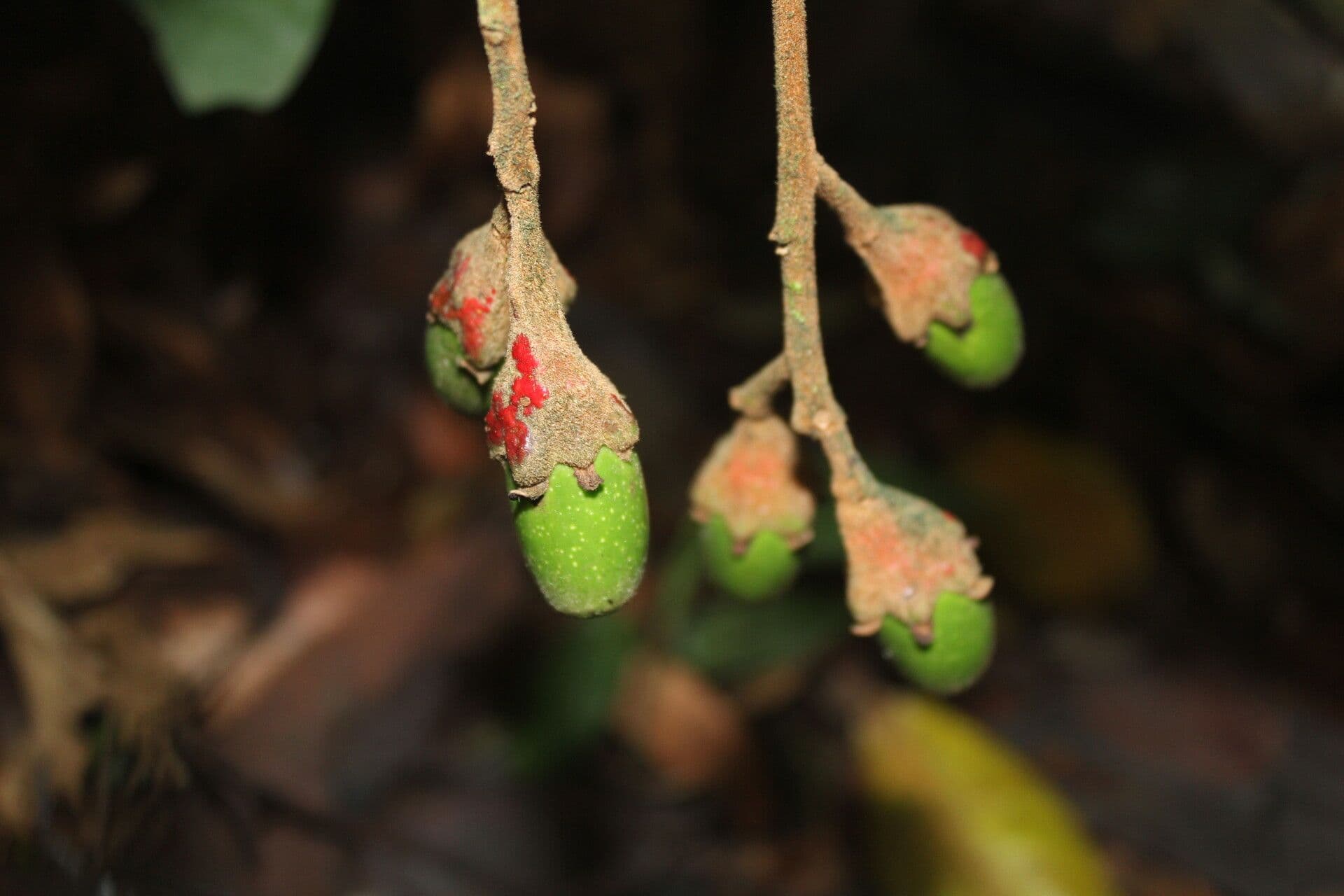 Ocotea 2