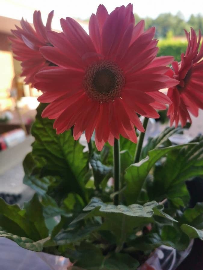 Gerbera Jamesonii 8