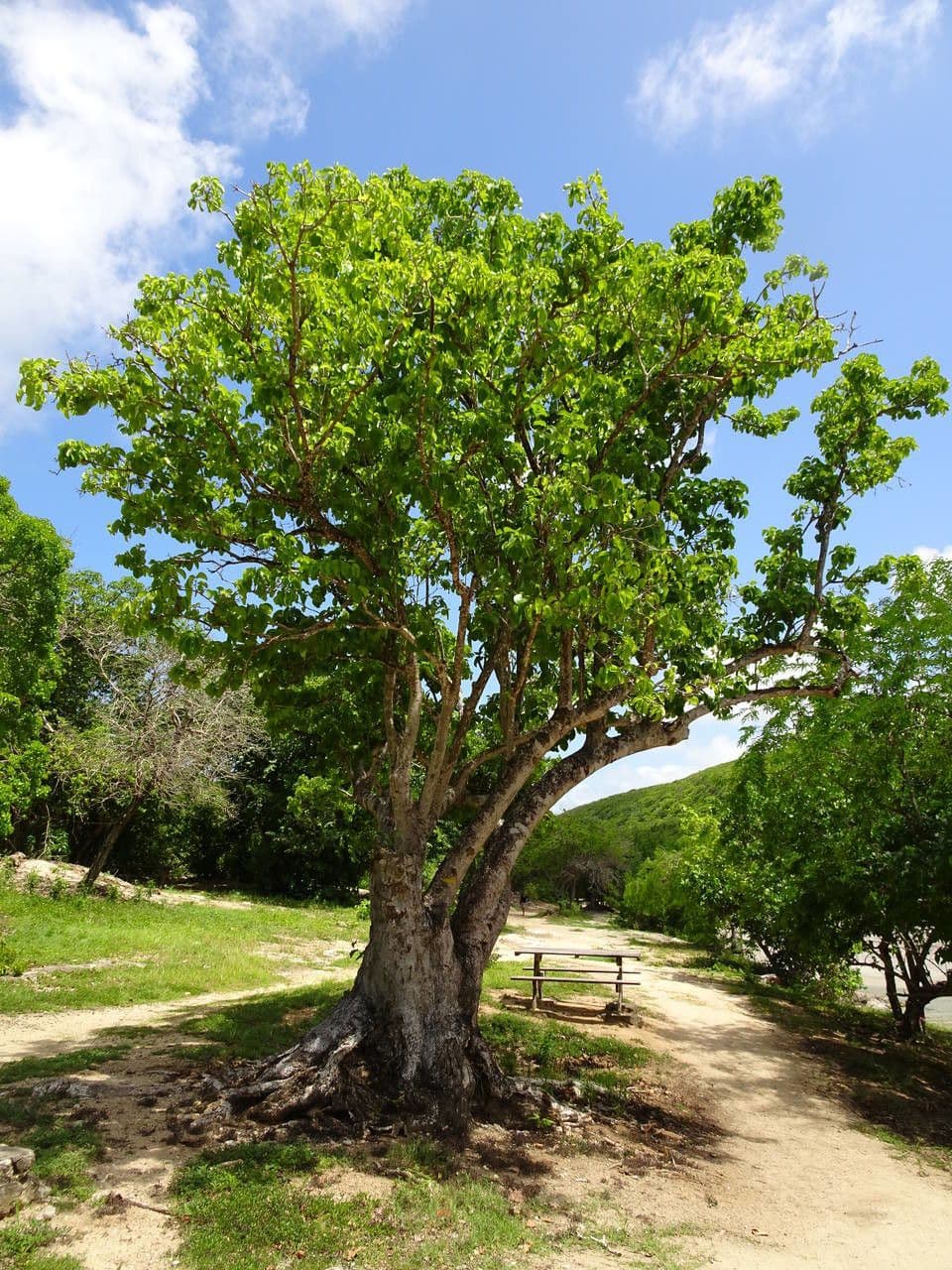 Pisonia 11