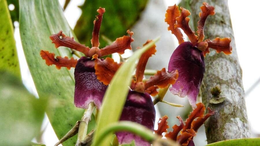 Oncidium