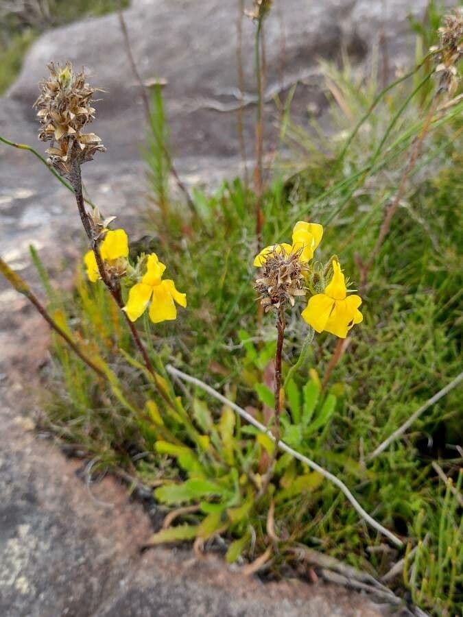 Goodenia 2