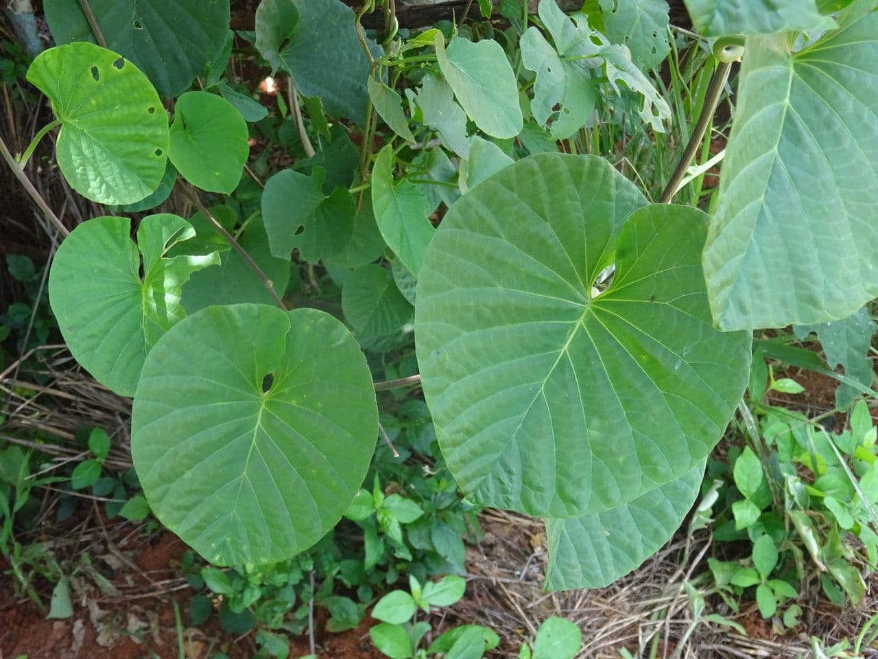 Stictocardia 11