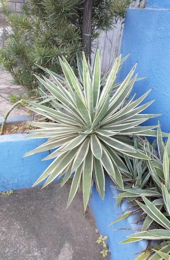 Garten-Sisal 16