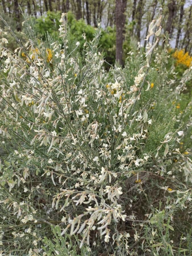 Ginestra multiflora 8