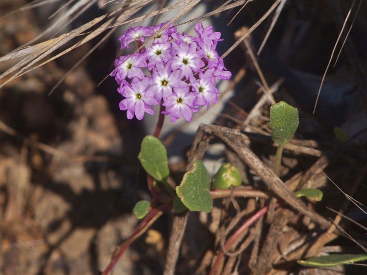 Abronia umbellata 15