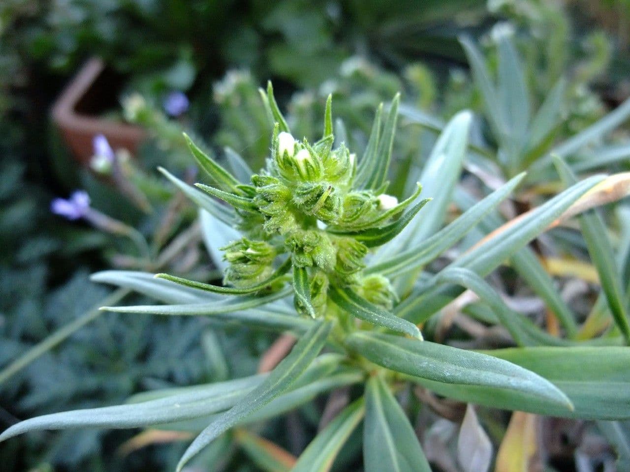 Echium di Sventen 2