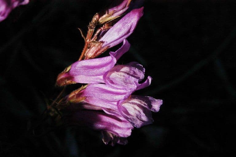 Penstemon Davidsona 2