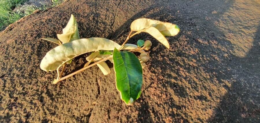 Croton 6