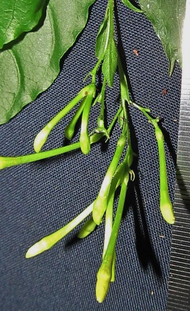 Cestrum 15