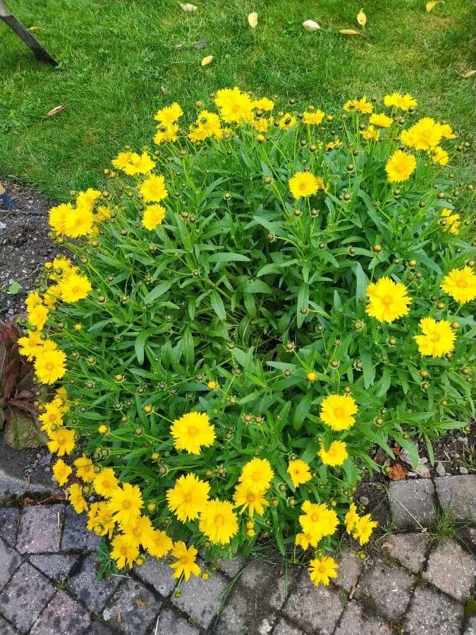 Coreopsis lanceolata 14