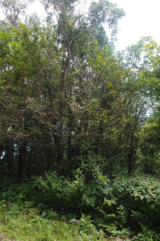 Syzygium 12