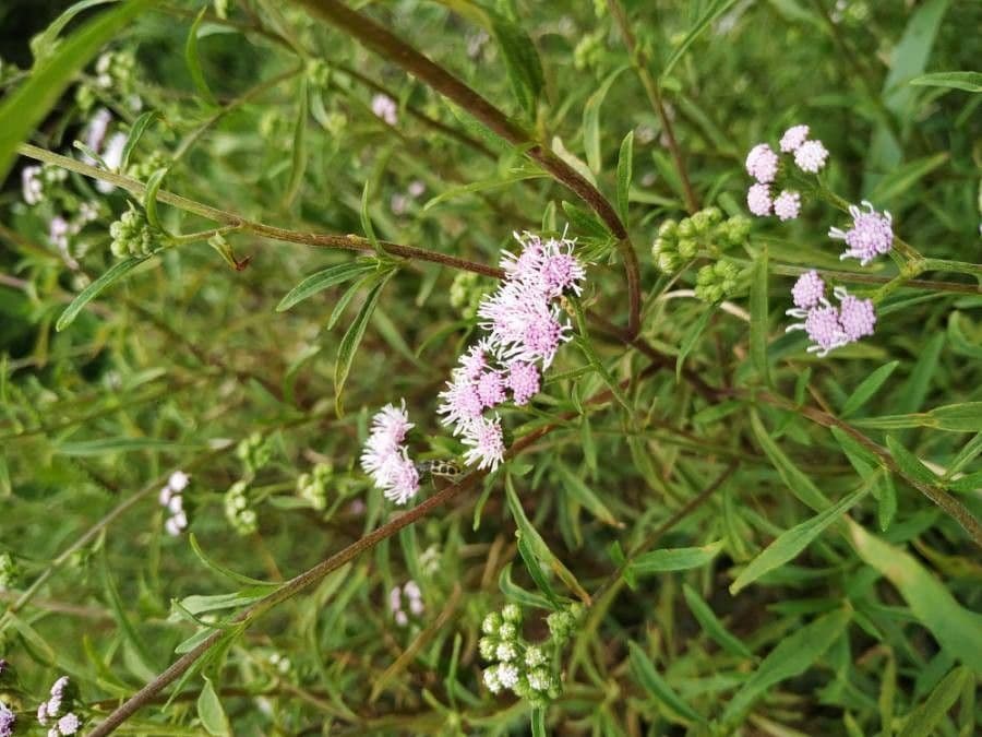 Liatris 14