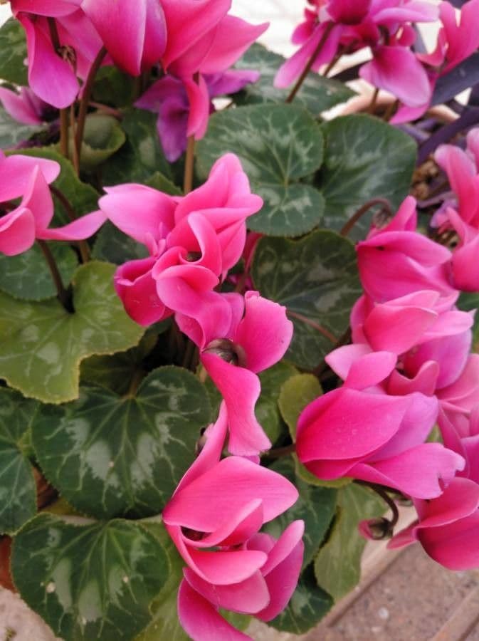 Ciclamino primaverile 3