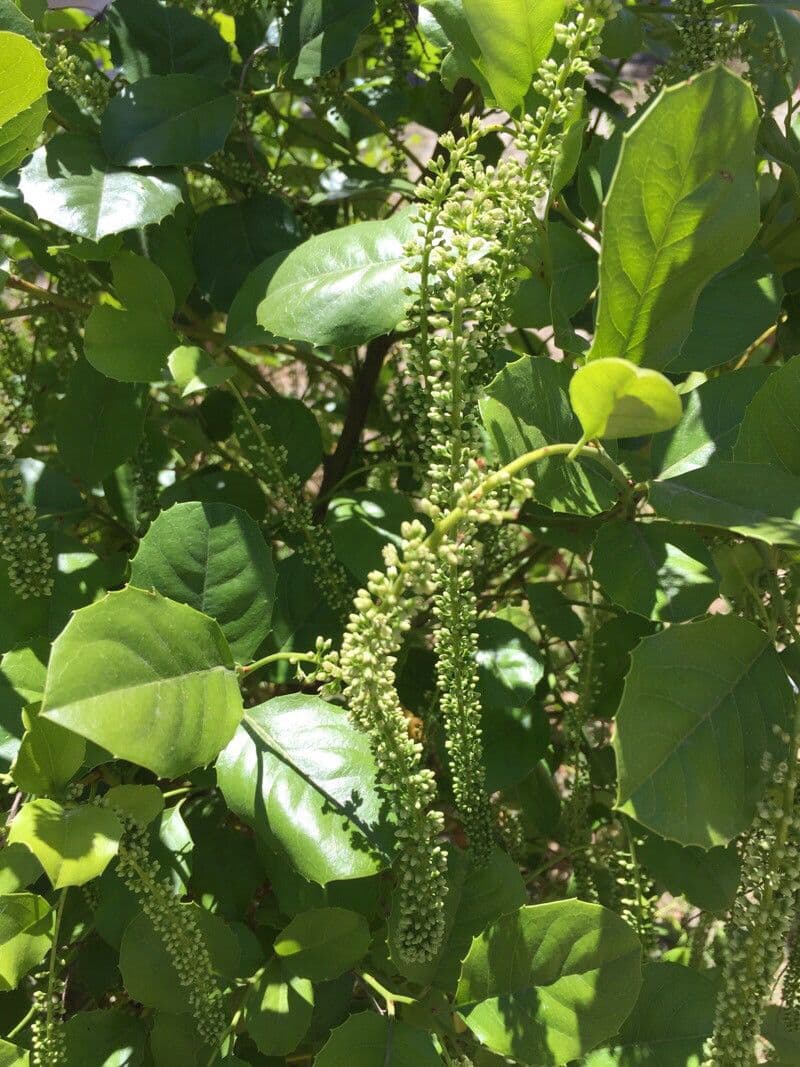 Itea