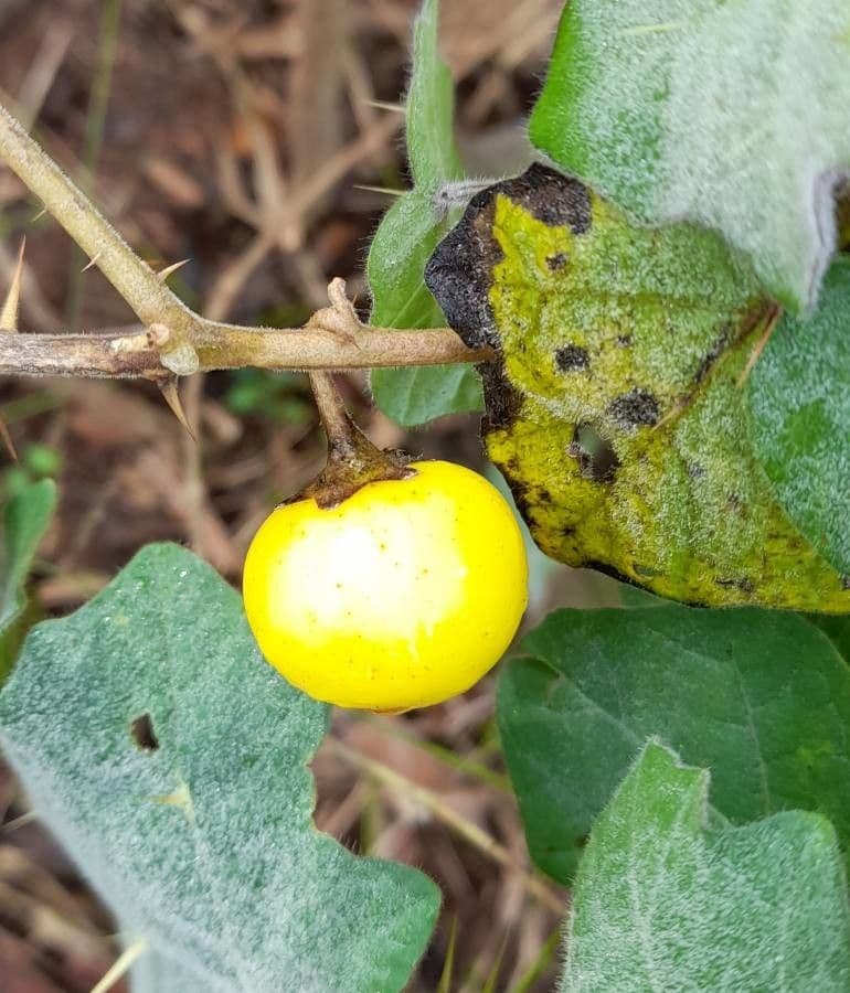 Solanum