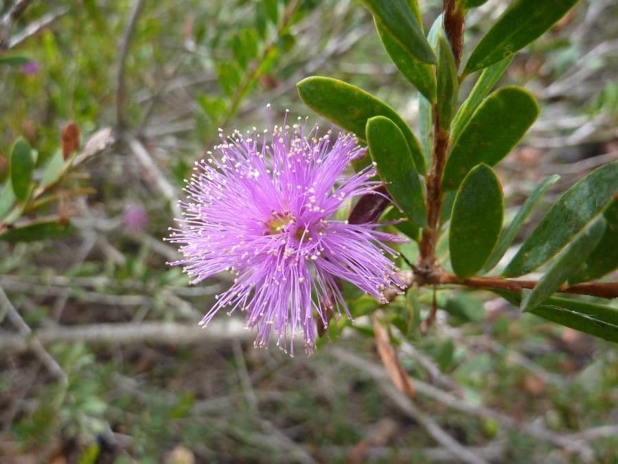 Melaleuca 9