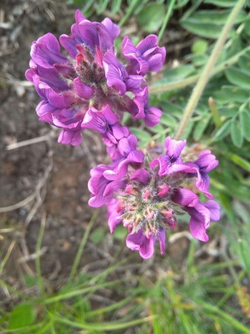 Oxytropis 3