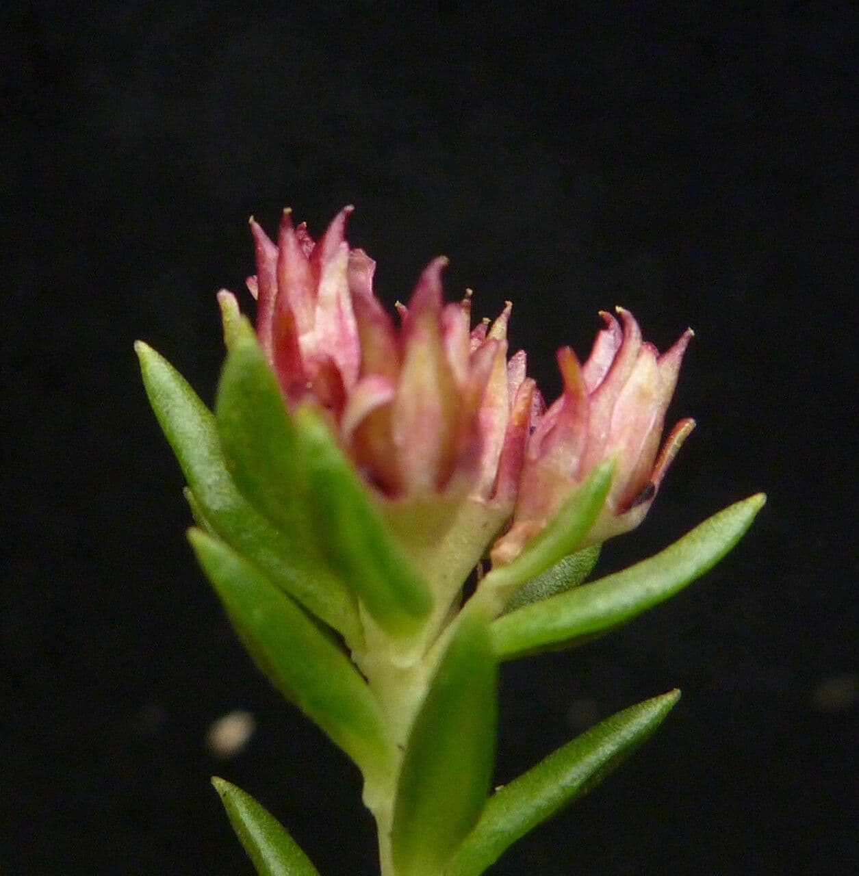 Rhodiola 4