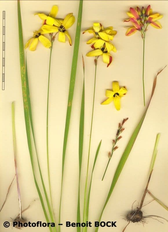Ixia 10