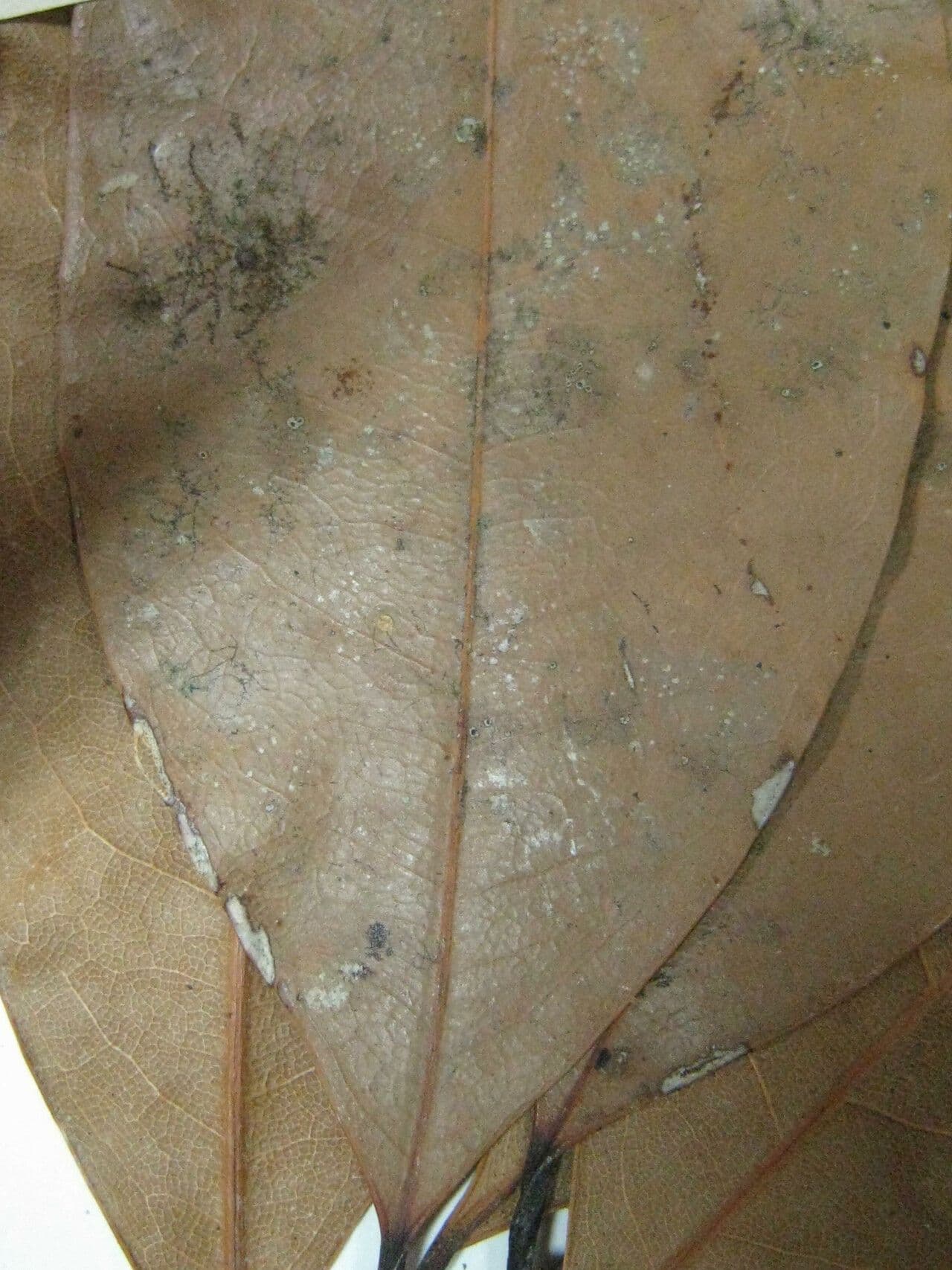 Cryptocarya