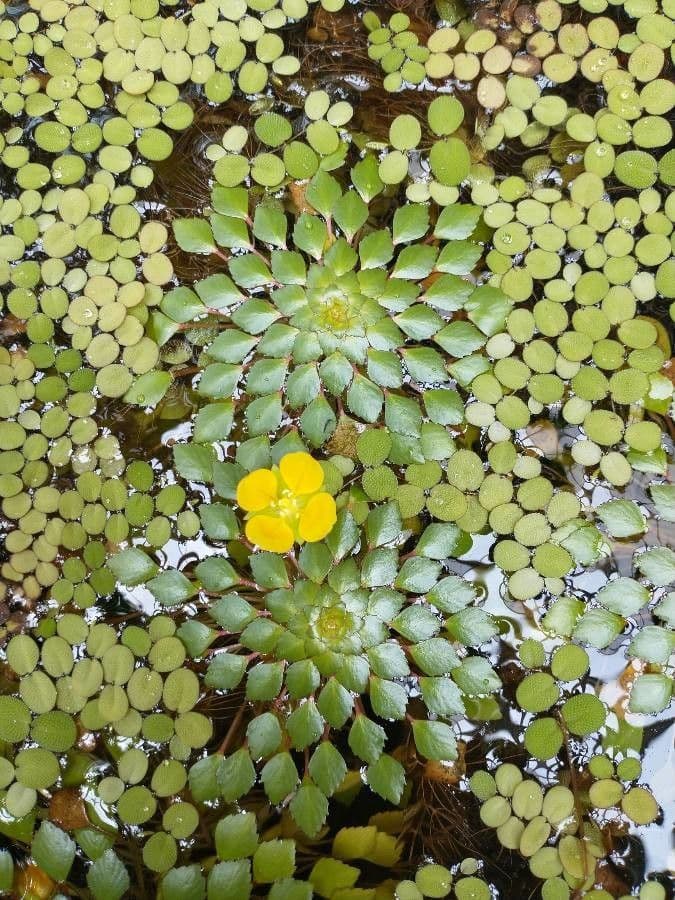Ludwigia 3