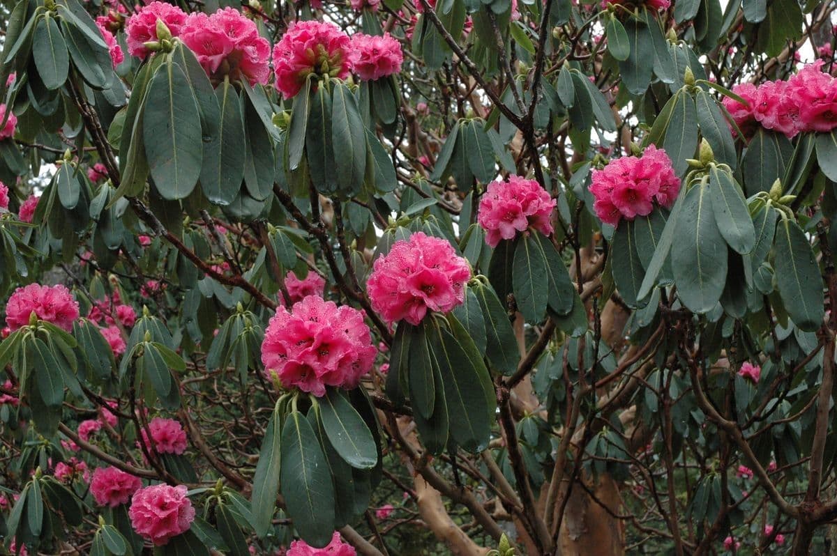 Rododendro