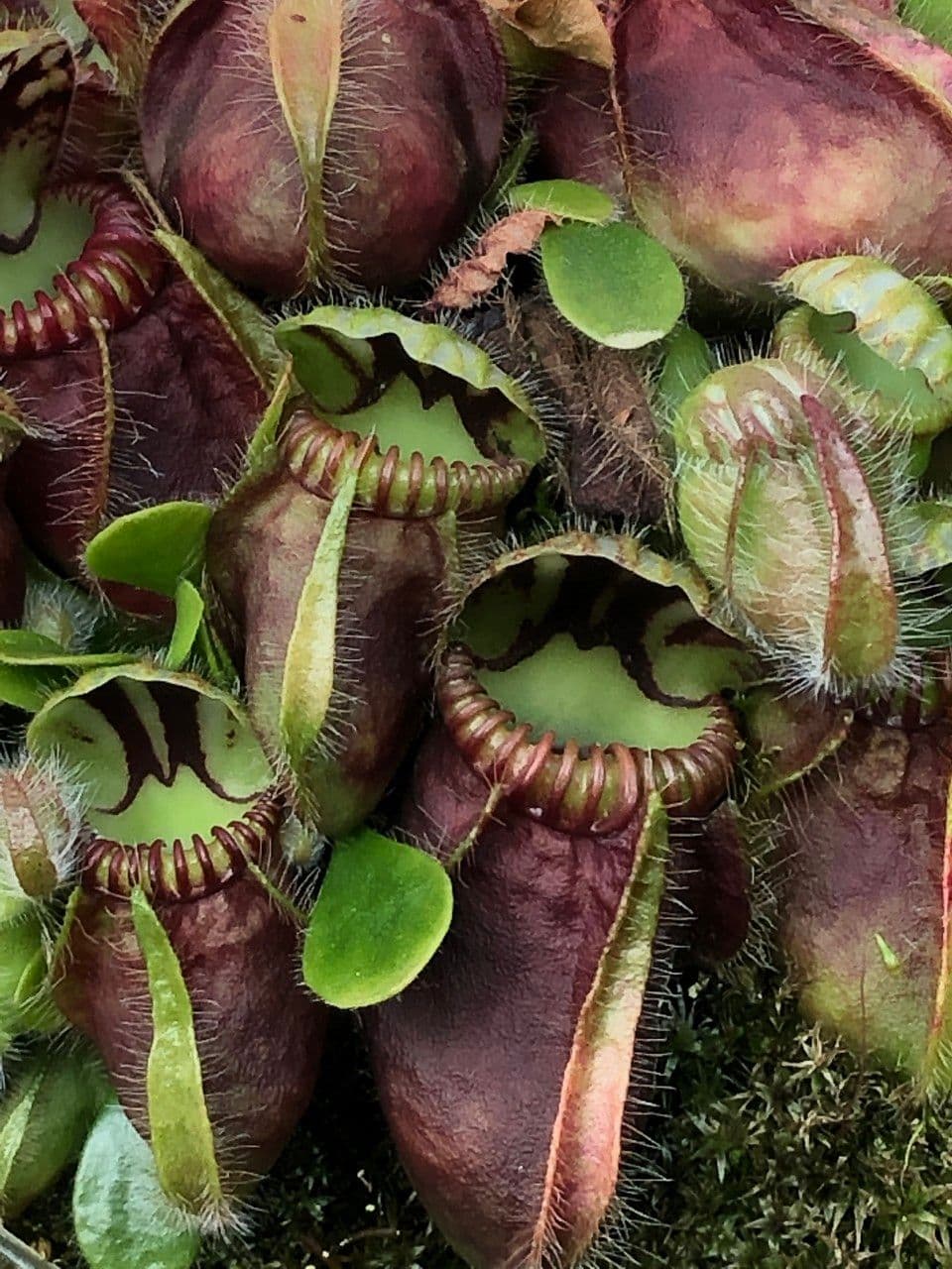 Cephalotus 4