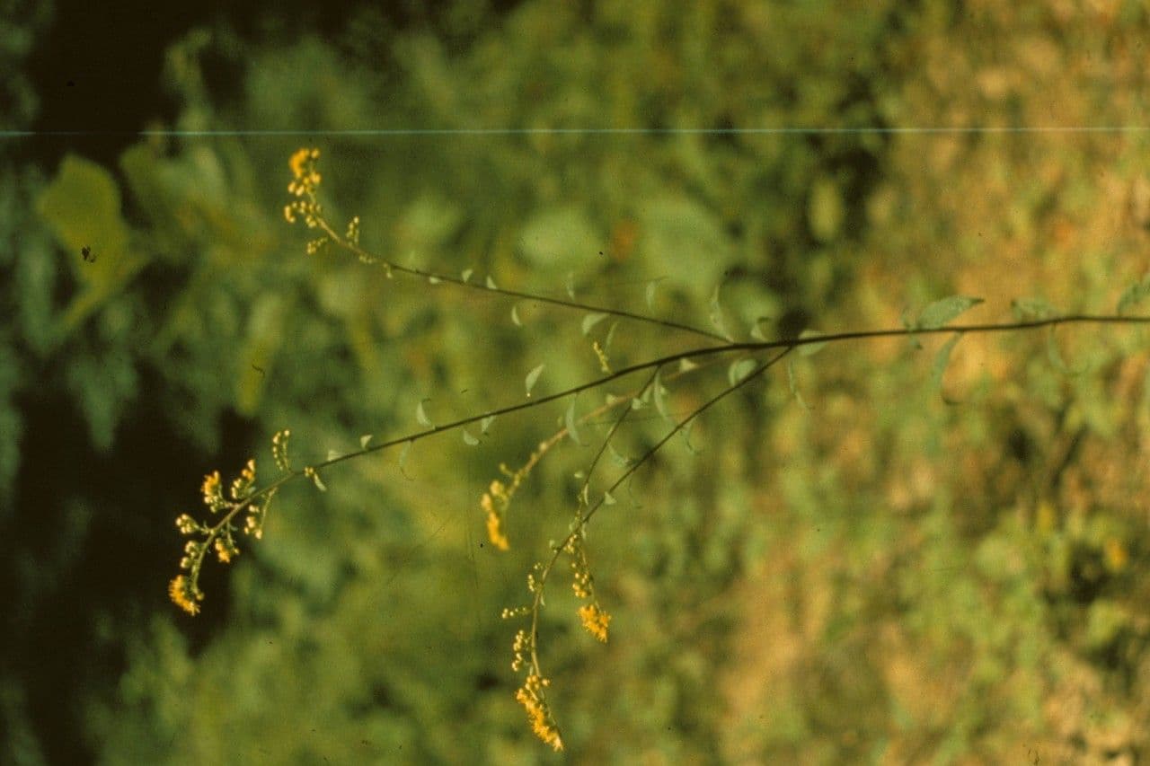 Verga d'oro aspra 3
