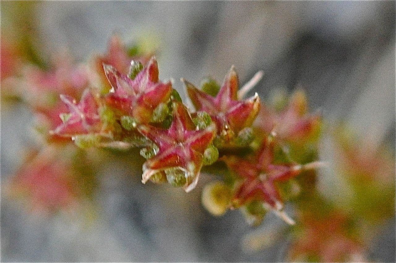 Sedum litorale 2