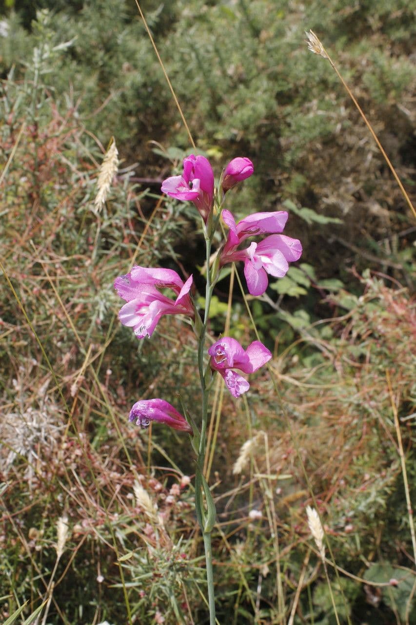 Illyrische Gladiole 9