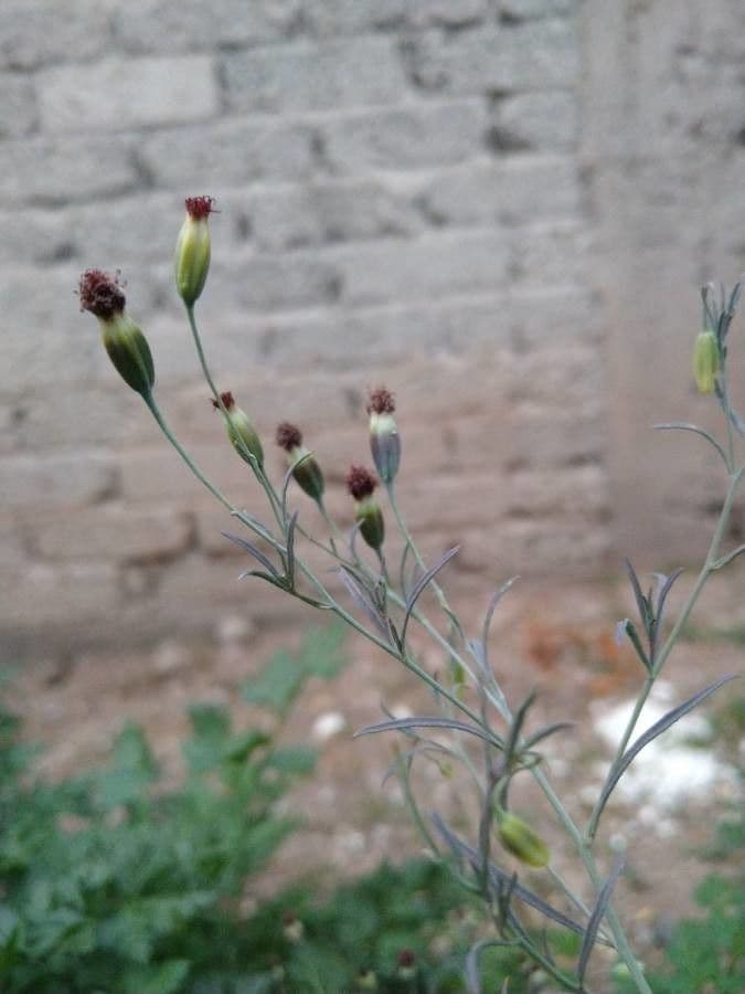 Porophyllum 7