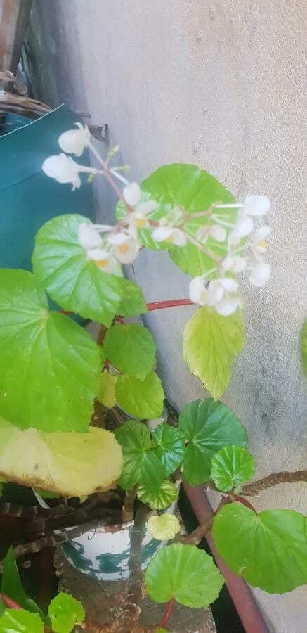 Begonia 17
