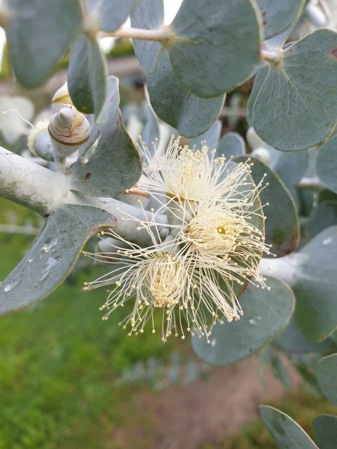 Gunn-Eukalyptus 10