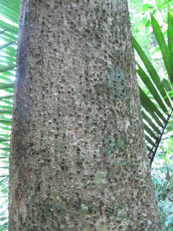 Ocotea 10