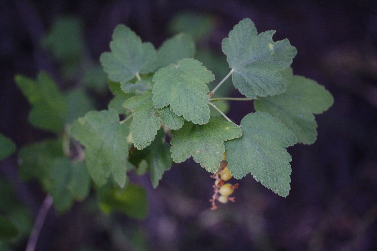Ribes malvaceo 15
