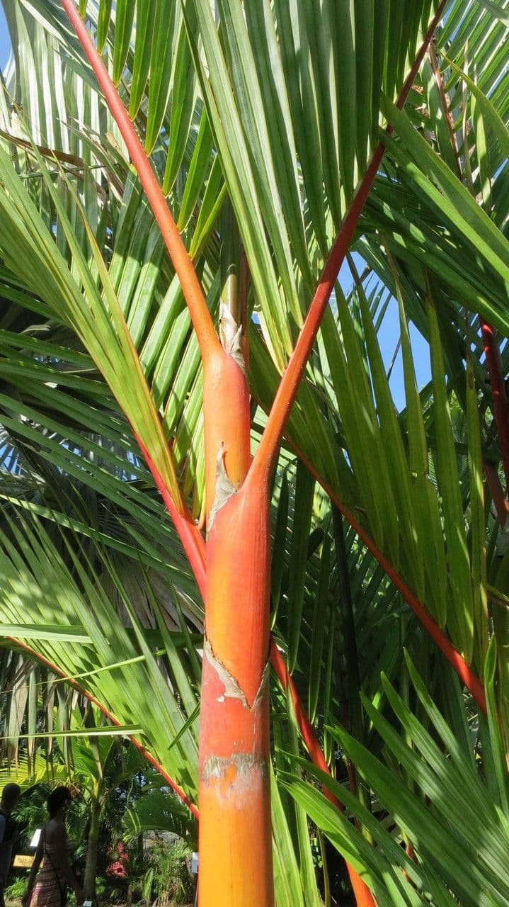 Palma rossetto 19