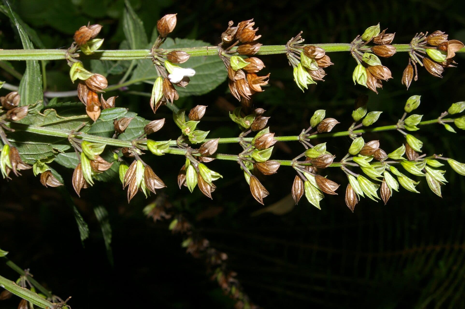 Salvia 2