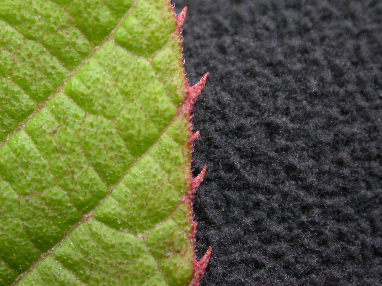 Meliosma 6