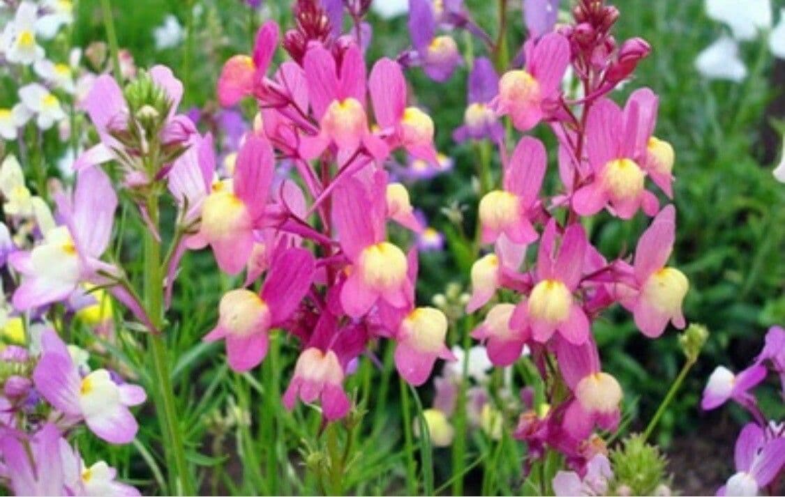 Linaria