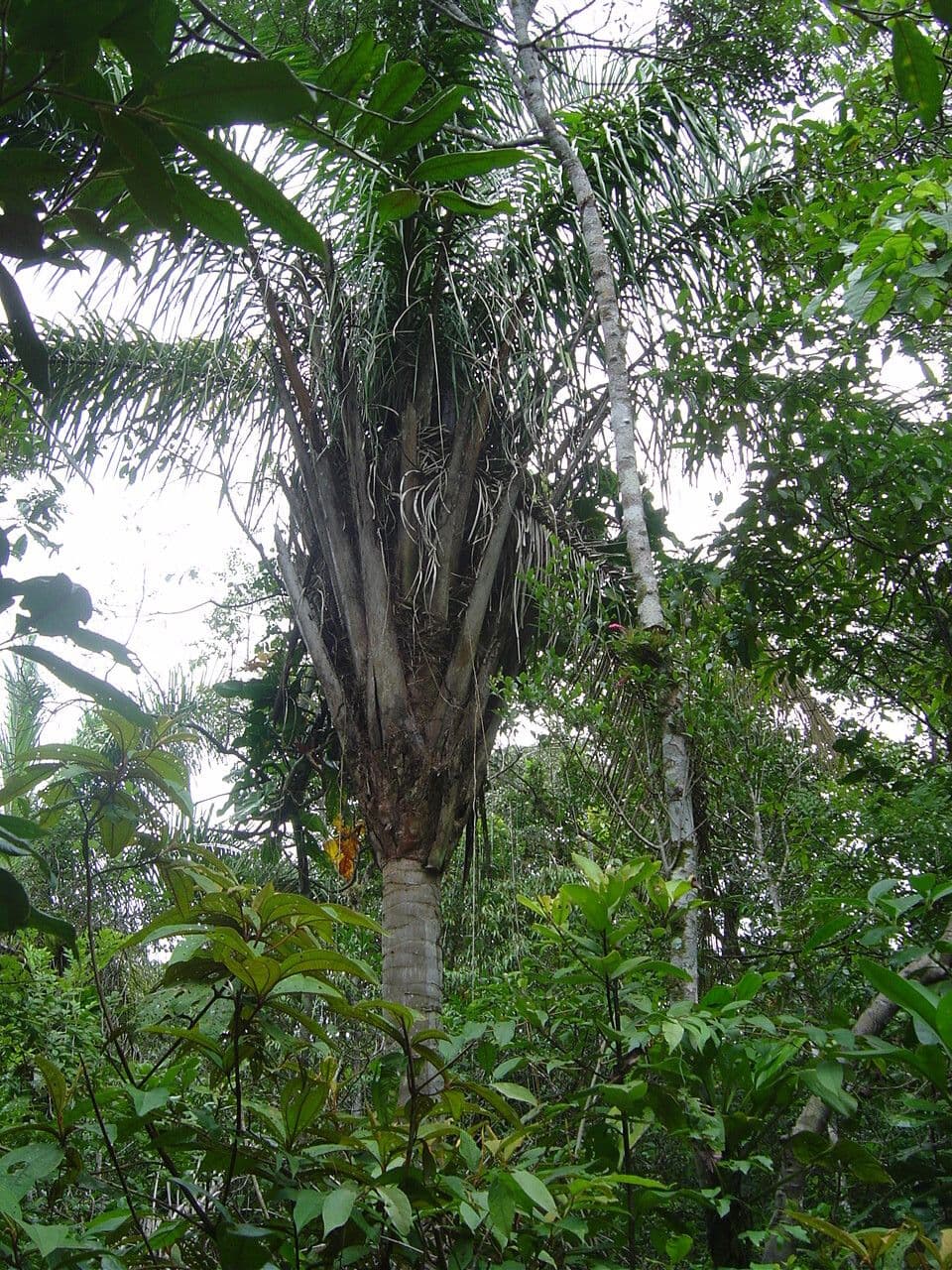 Attalea 4