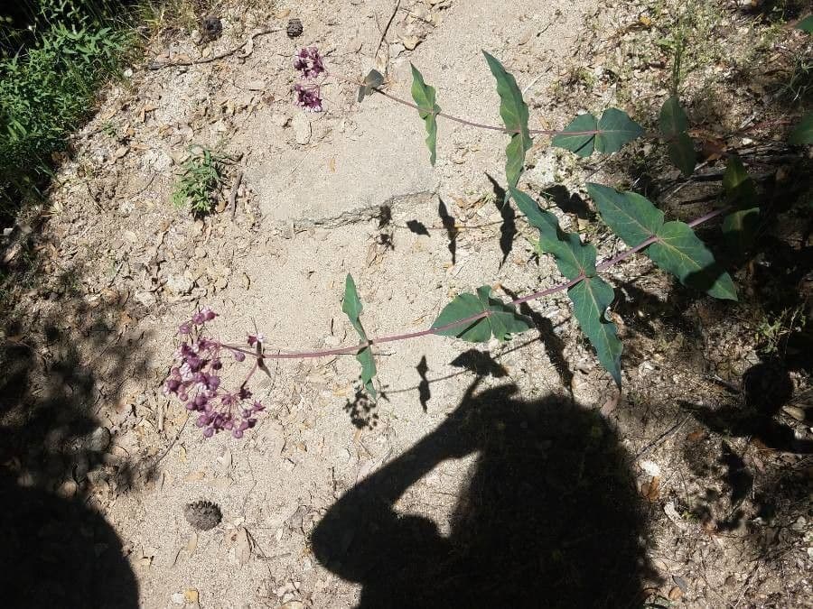 Asclepias 15