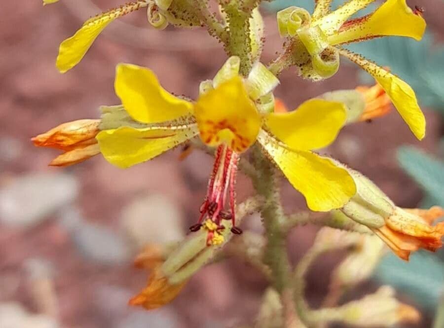 Hoffmannseggia glauca 4